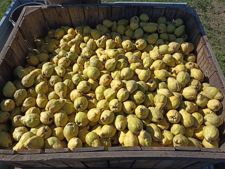 nterested in quince bulk buy options? Avail competitive quince prices without compromising on quality. For budget-friendly selections, our bulk quince for sale and wholesale supplies are just perfect.