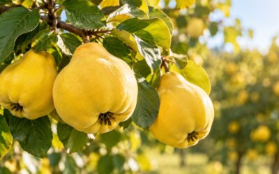 Mikor érik a birs? – A szüret ideje és a megfelelő érettség jelentősége